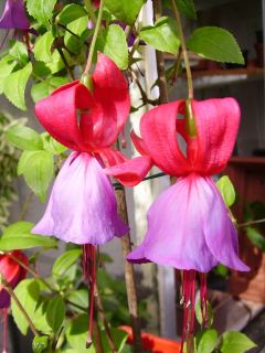 Fuchsienbild Witwe Bolte 02