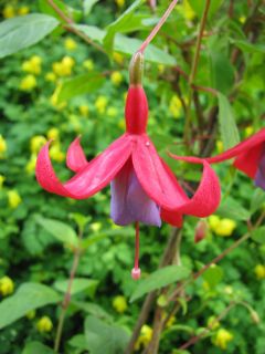 Fuchsienbild Witwe Bolte 03