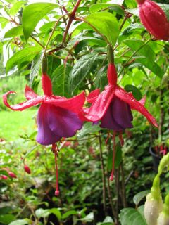 Fuchsienbild Witwe Bolte 06