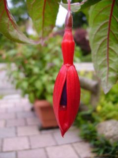 Fuchsienbild Wolfgang 01