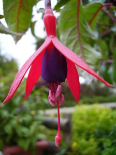 Fuchsienbild Wolfgang 02