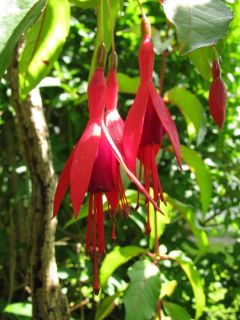 Fuchsienbild Wolfgang 03