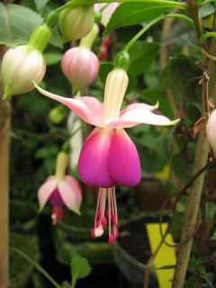 Fuchsia Xaver 01