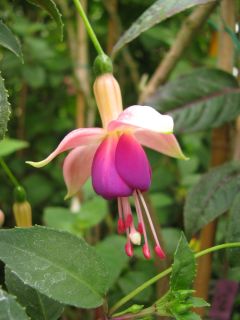 Fuchsia Xaver 02