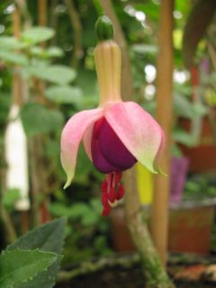 Fuchsia Xaver 03