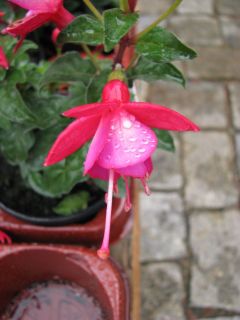 Fuchsia Yolanda 01