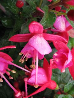 Fuchsia Yolanda 04