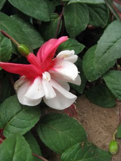 Fuchsia Yuletide 01