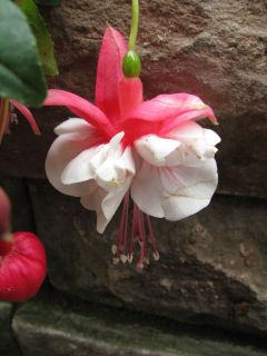 Fuchsia Yuletide 02