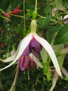 Fuchsia Zaanlander 01