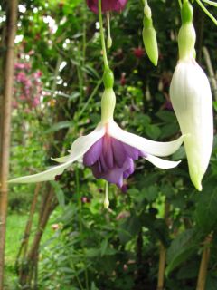 Fuchsia Zaanlander 02