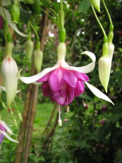 Fuchsia Zaanlander 03