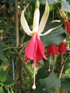 Fuchsia Zellertal 01