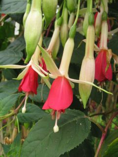 Fuchsia Zellertal 02